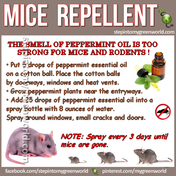 Diy Peppermint Oil Rodents And Mice Repellent Step Into My Green World Stepin2,Call Center Work From Home Philippines