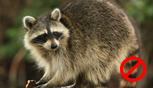 Best repellent recipes to get rid of raccoons