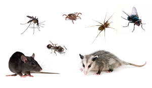 10 natural ways to get rid of common household pests