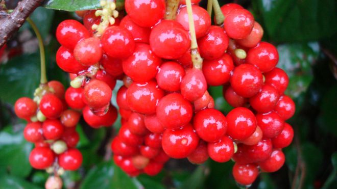 Anti-aging Schizandra berry tea