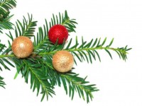 5 tips to preserve your Christmas tree