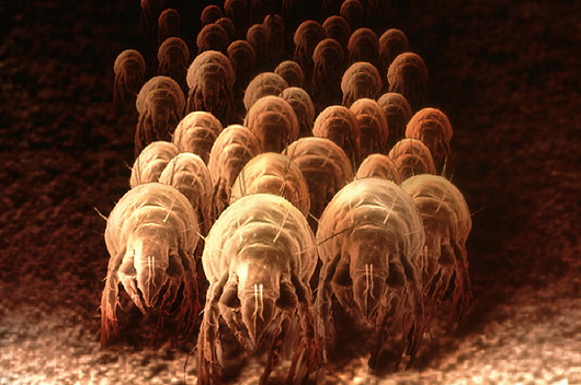 Home Dust Mites