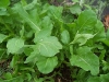 Arugula