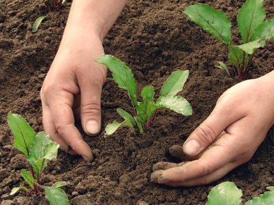 Replace old plants in the fall