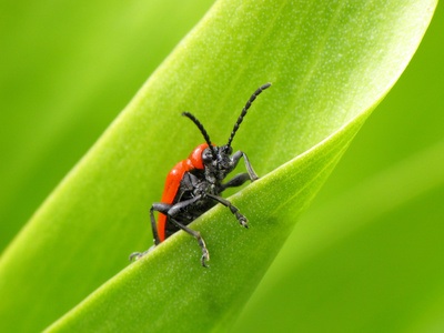 Pest beetle ©-tokeand