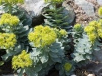 Rhodiola’s mega health benefits