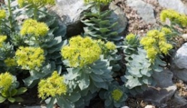 Rhodiola’s mega health benefits