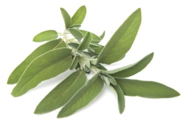 Sage potent health benefits