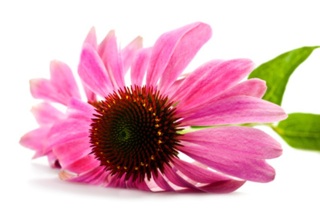 What you need to know about Echinacea