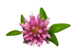 Red clover health benefits