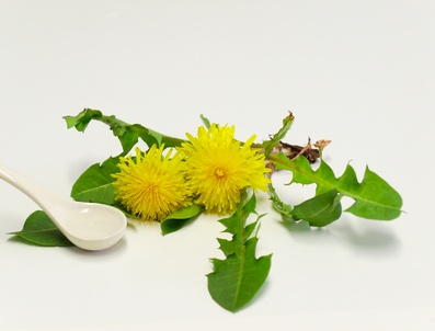 Unusual healing benefits of Dandelions