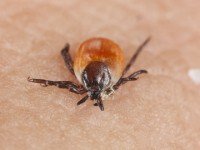 Lyme disease management tips
