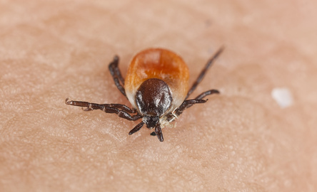 Lyme disease management tips