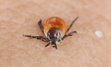 Lyme disease management tips