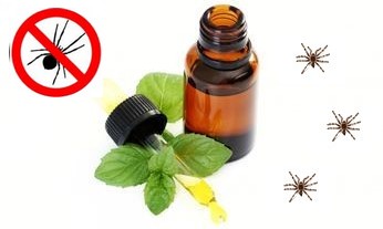 Healthy Living: DIY peppermint spider repellent