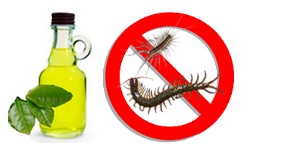 DIY centipede repellent