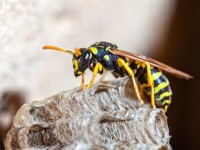 DIY natural wasp repellents
