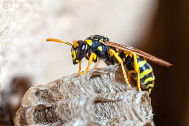 DIY natural wasp repellents