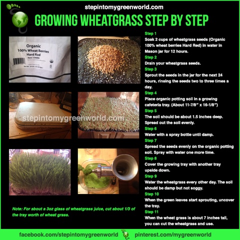 WheatgrassGrowing low