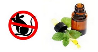 DIY peppermint oil rodents and mice repellent