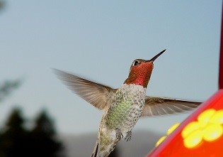 Humming bird nectar