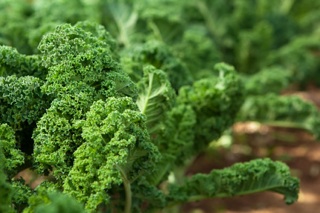 Health benefits of kale