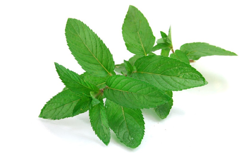 Health benefits of mint