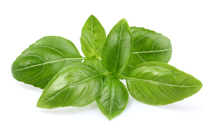 Health benefits of basil