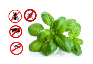 Multi purpose basil bug repellent