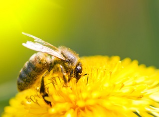 Bee-friendly gardens may be killing our treasured bees