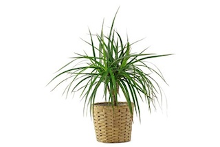 Top air purifying plants