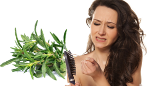 Rosemary for hair loss