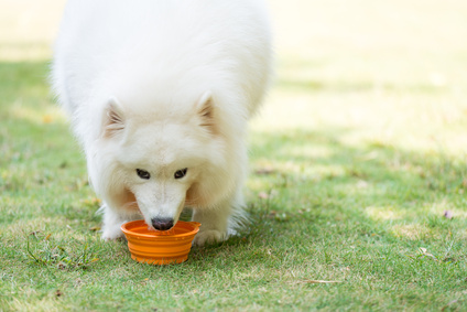 Foods that are toxic to dogs