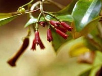 Cloves: The often forgotten champion spice