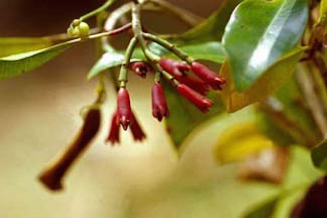 Cloves: The often forgotten champion spice