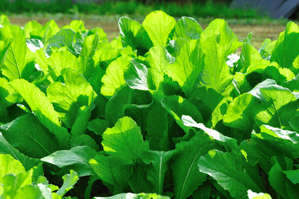The many amazing health benefits of mustard greens