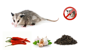 Healthy Living: Natural repellents for getting rid of possums on your property