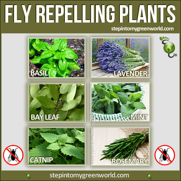 Fly repelling plants