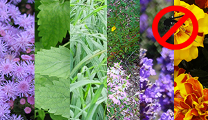 The top 6 mosquito repelling plants for your home and garden