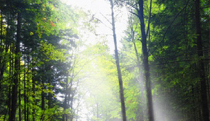 Trees may save your life and help you breathe better