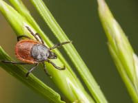 Deadly tick-borne ‘Bourbon Virus’ identified