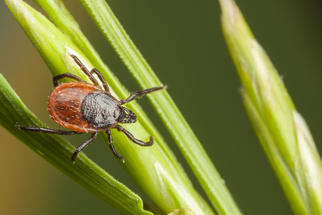 Deadly tick-borne ‘Bourbon Virus’ identified