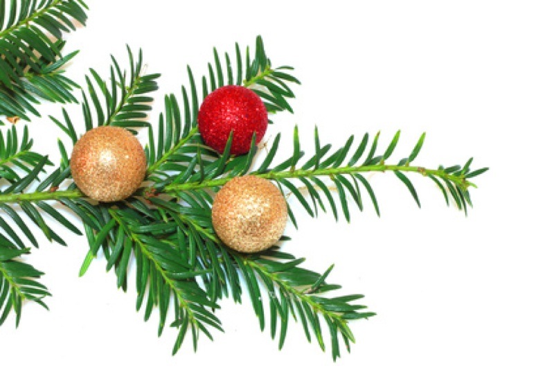 5 tips to preserve your Christmas tree STEPin2
