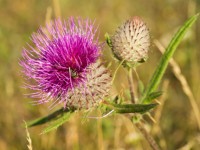 Milk thistle fights brain tumors