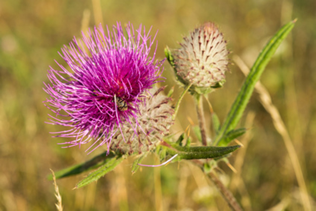 Milk thistle fights brain tumors