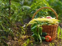 Organic foods reduce exposure to pesticides