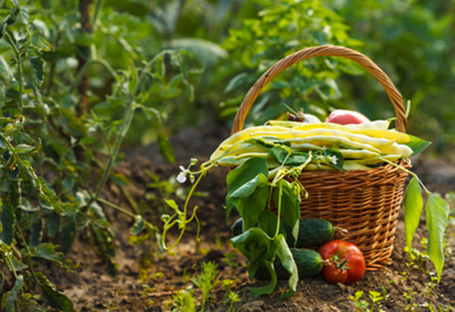 Organic foods reduce exposure to pesticides