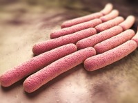 Drug resistant Shigellosis spreading in the United States