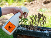 Roundup herbicide triggers antibiotic resistance