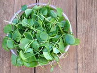 Broccoli and watercress may target cancer stem cells